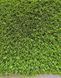 Искусственная трава Prettie Grass Magnolia 20 (4м ширина) 212 фото 2