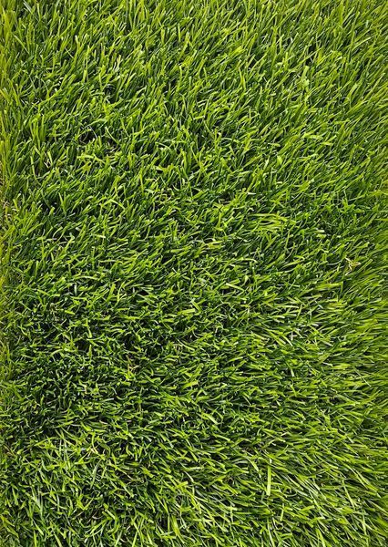 Штучна трава Turfgrass Yacina 180 фото